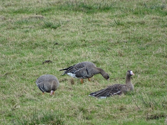 比赛的胜负 比赛的胜负