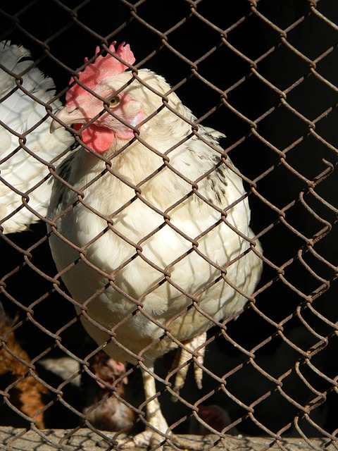 成功重回首 成功重回首