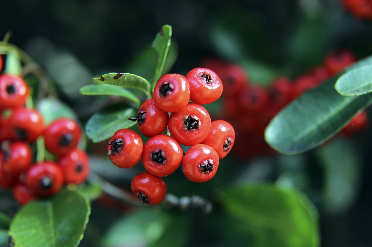 年的欧冠中 年的欧冠中